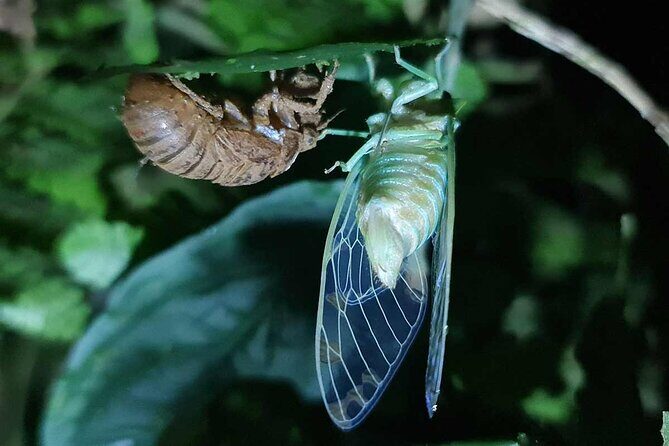 Rio Celeste Nature Night Walk - FAQs