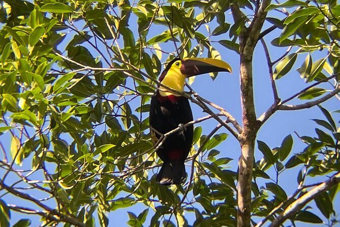 Rio Celeste Rain Forest Tour - Key Points