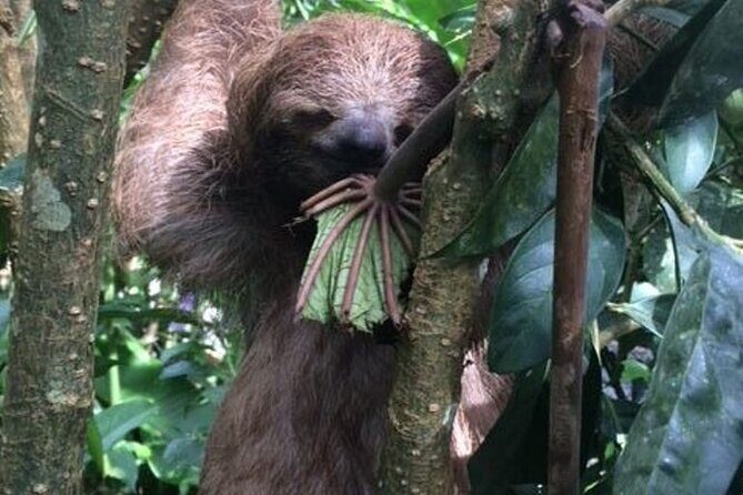 Rio Celeste Tour: Hiking, Sloth Sanctuary & Llanos de Cortes Waterfall (PRIVATE) - Final Thoughts