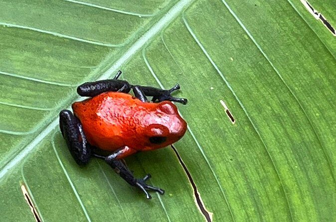 Rio Celeste Waterfall and Sloth Sanctuary Experience - Final Thoughts: Is This Tour Right for You?