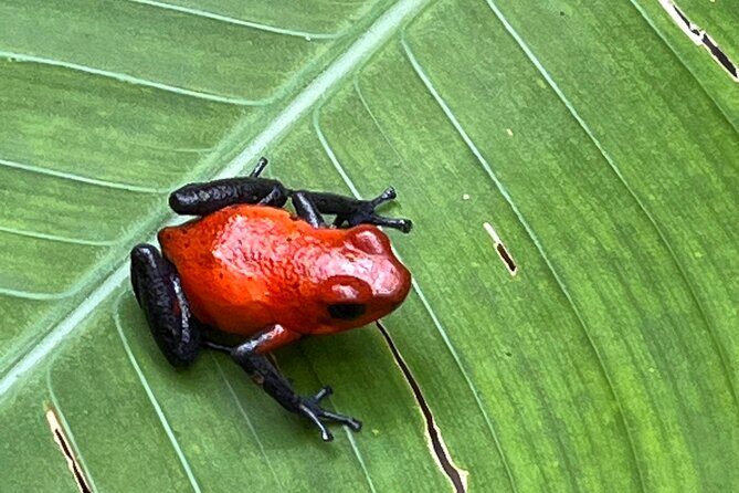 Rio Celeste Waterfall and Sloth Sanctuary Experience - Frequently Asked Questions