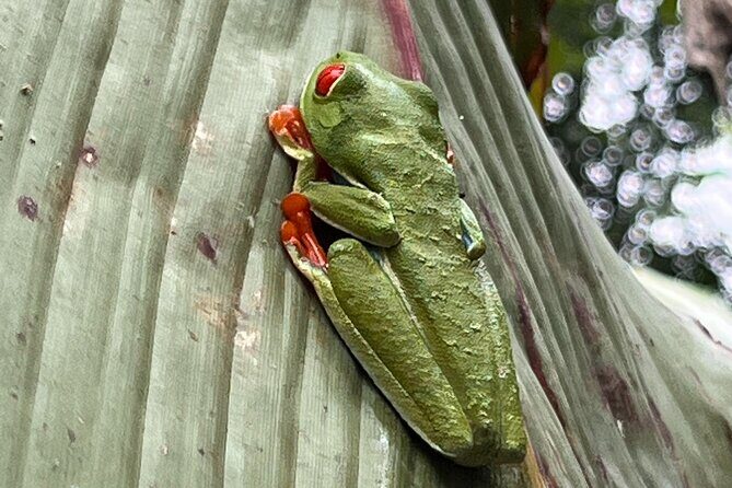 Rio Celeste Waterfall and Sloth Sanctuary Experience - Final Word