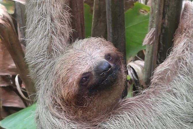 Rio Celeste Waterfall and Sloth watching Tour - An In-Depth Look at the Rio Celeste Waterfall and Sloth Watching Tour
