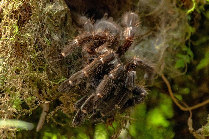 Rio Celeste Waterfall Hike from Arenal - Real Traveler Insights