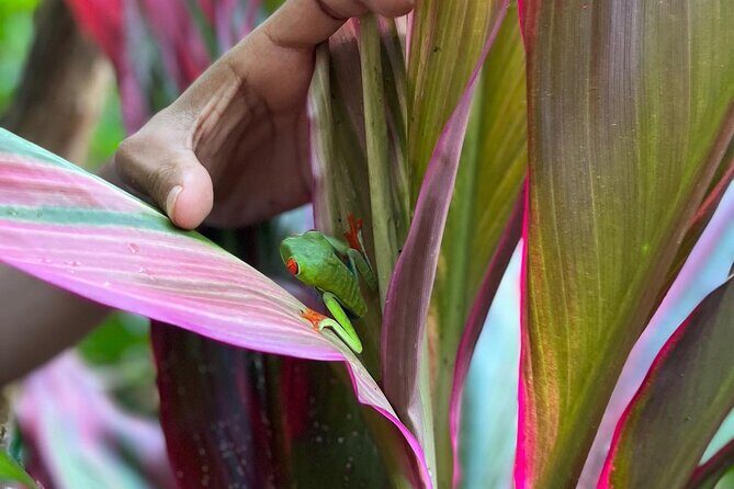 Rio Celeste Waterfall Plus Sloths and wildlife Sanctuary - Final Thoughts