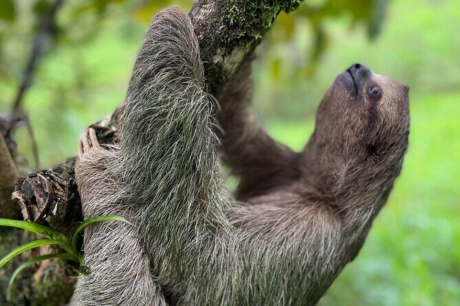 Rio Celeste Waterfall Plus Sloths and wildlife Sanctuary - Key Points