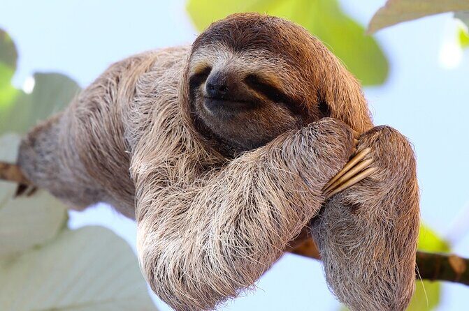 Rio Celeste Waterfall: Rain Forest Hike + Sloth Observation - Key Points