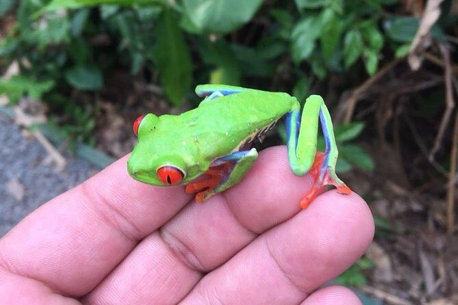 Rio Celeste Waterfall & Sloth Encounter Tour - Key Points