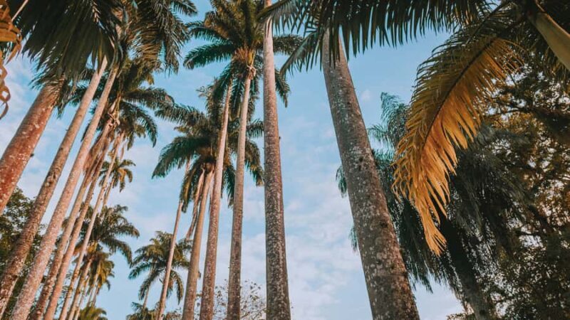 Rio de Janeiro: 4-Hour Botanical Garden & Tijuca Forest Tour - Key Points