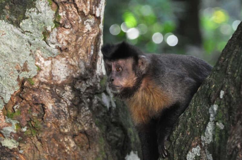 Rio de Janeiro: 4-Hour Botanical Garden & Tijuca Forest Tour - Frequently Asked Questions