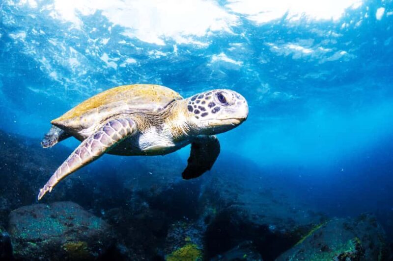 Rio de Janeiro: Arraial do Cabo Scuba Diving Day Trip - Exploring the Details of the Trip