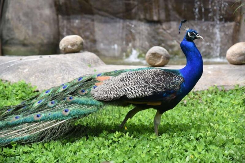 Rio de Janeiro: BioParque Guided Tour with Transfer - FAQs