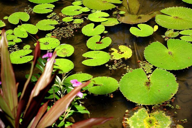 Rio de Janeiro Botanical Garden Tour - FAQ