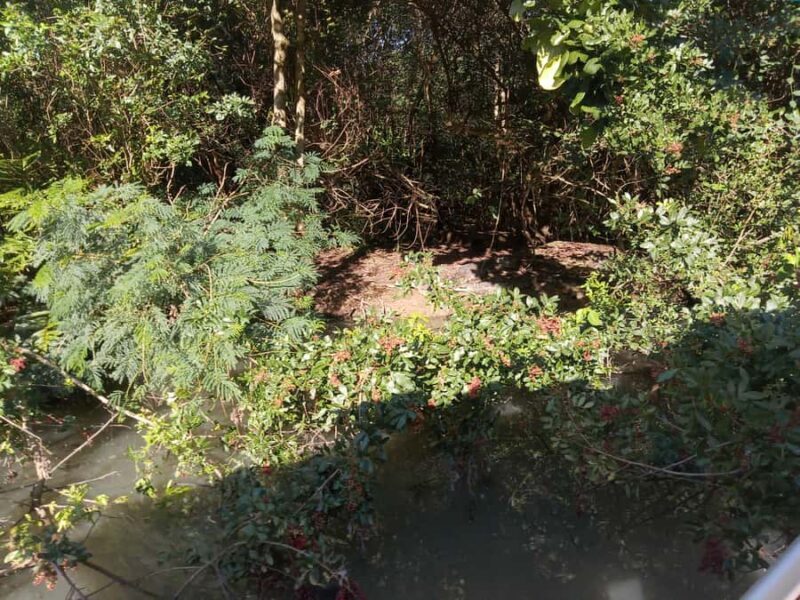 Rio de Janeiro: Cariocando na Floresta da Tijuca - Rio de Janeiro: Cariocando na Floresta da Tijuca