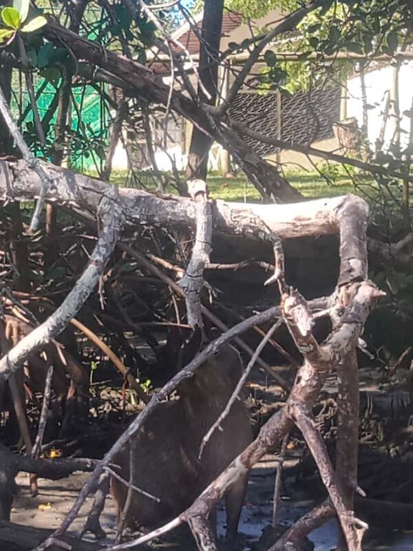 Rio de Janeiro: Cariocando na Floresta da Tijuca - A Deep Dive into the Tijuca Forest Tour