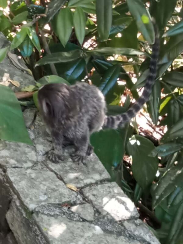 Rio de Janeiro: Cristo Redentor & Pão de Açúcar - Key Points
