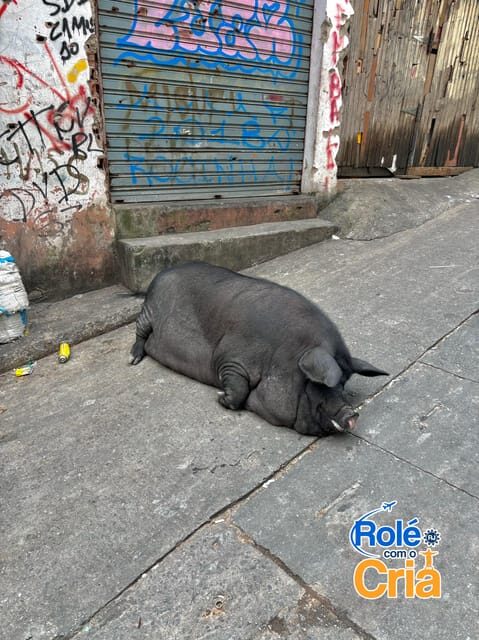 Rio de Janeiro: Favela Rocinha and Favela Vidigal Tour - The Sum Up