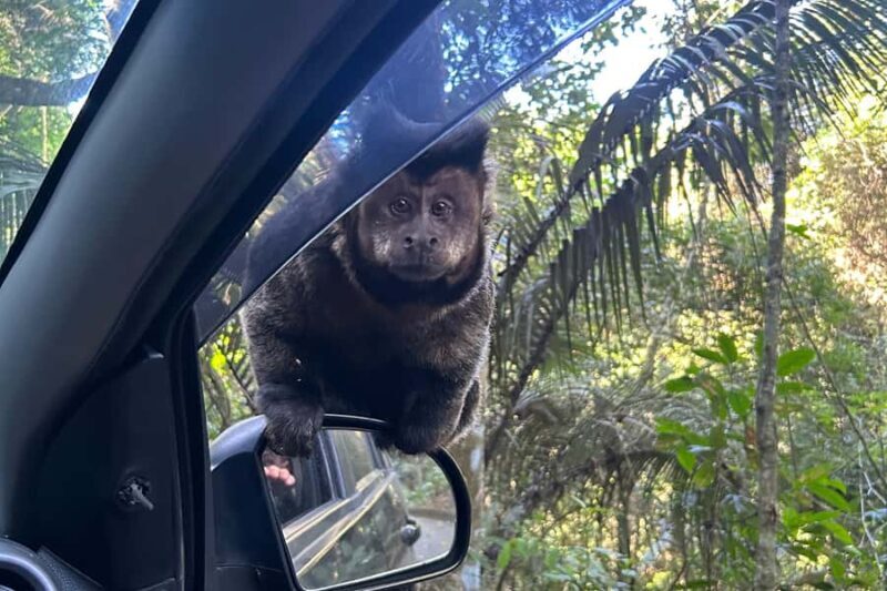Rio de Janeiro: Tijuca National Park Tour - The Rich Detail of the Tijuca National Park Tour