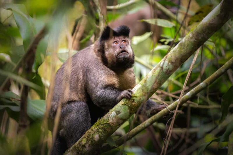 Rio: Hiking Adventure in Serra dos Órgãos National Park - Exploring Serra dos Órgãos National Park: What You Can Expect