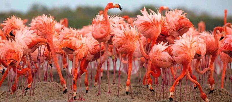 Rio Lagartos and Las Coloradas: EcoSafari Flamingo Luxury - Key Points