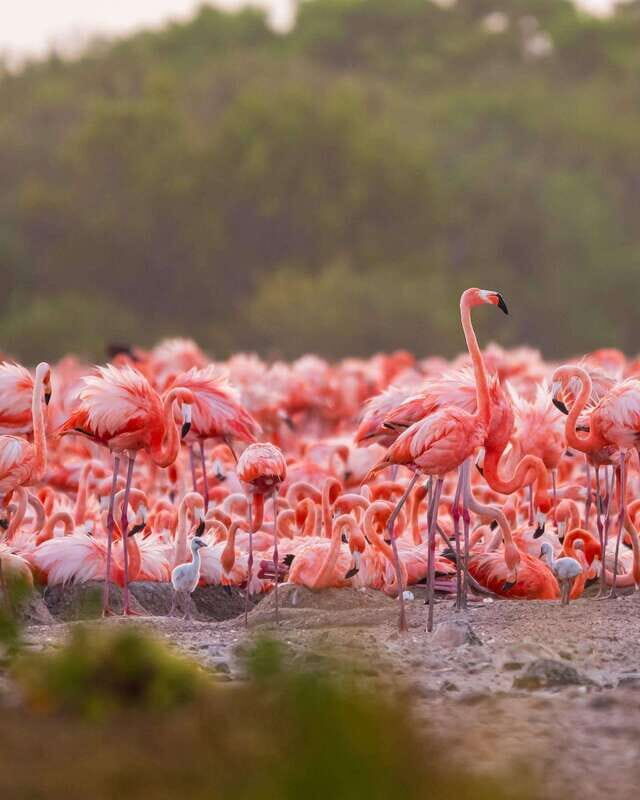 Rio Lagartos and Las Coloradas: EcoSafari Flamingo Luxury - Authentic Encounters and Expert Guidance