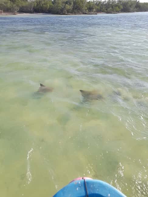 Rio Lagartos and San Felipe: Cerritos Island, adventure tour and Mayan culture. - Frequently Asked Questions