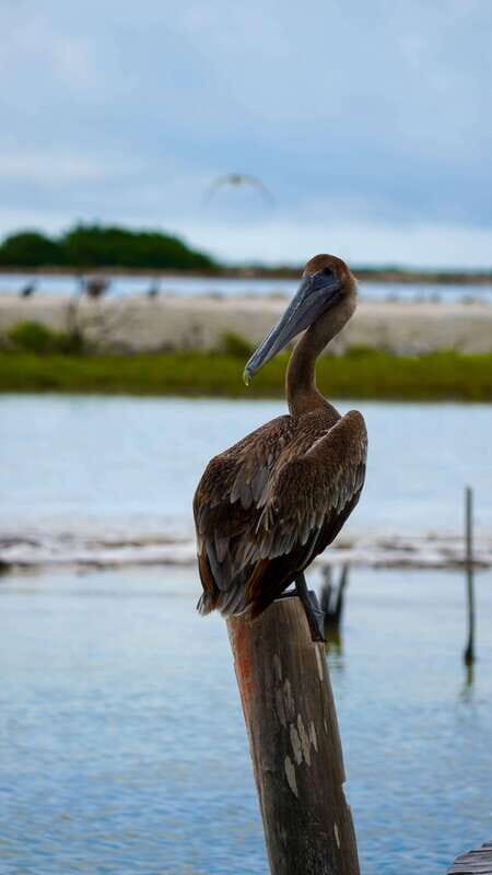 Rio Lagartos and San Felipe: Isla Cerritos, Cenote Kambulnah and Pesca. - Who Is This Tour Best For?