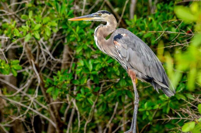Rio Lagartos: Boat Tour through the Nature Reserve - Rio Lagartos: Boat Tour through the Nature Reserve