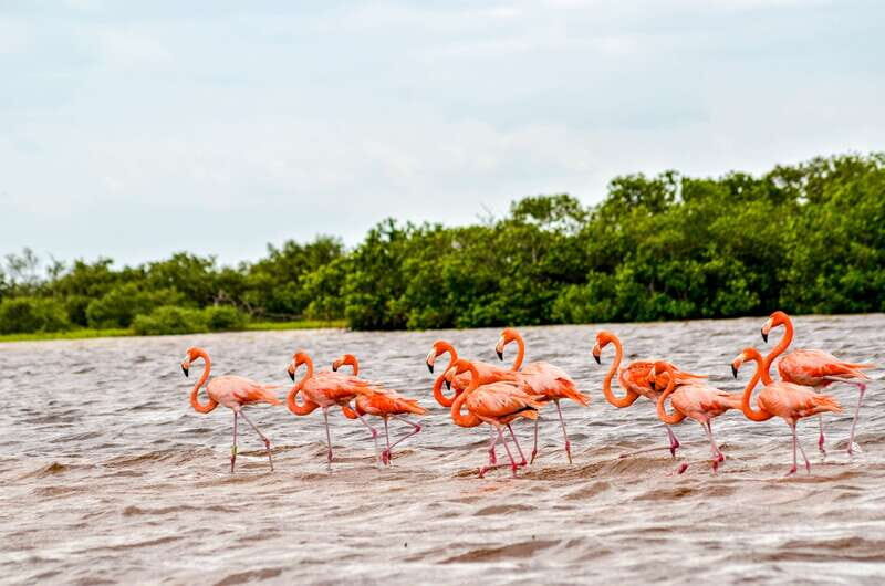 Rio Lagartos: Boat Tour through the Nature Reserve - Key Points