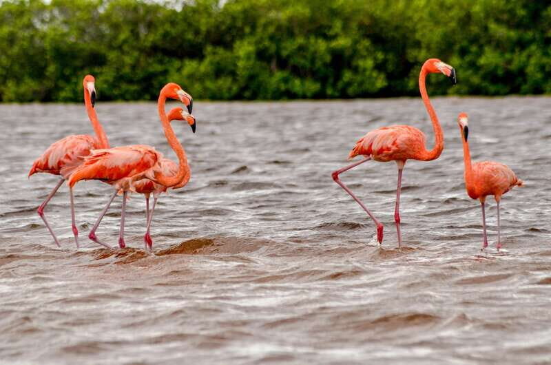 Rio Lagartos: Boat Tour through the Nature Reserve - What the Tour Entails
