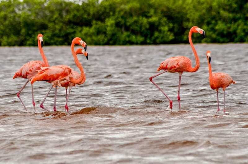 Rio Lagartos: Boat Tour through the Nature Reserve - Practical Details and Tips