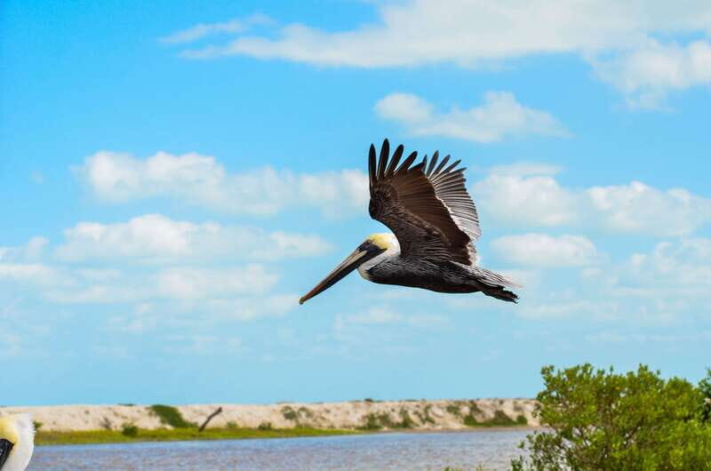 Rio Lagartos: Boat Tour through the Nature Reserve - Why Choose This Tour?