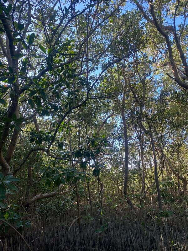 Rio Lagartos Expedition: boat journey through the mangrove - Authentic Experience and Local Expertise