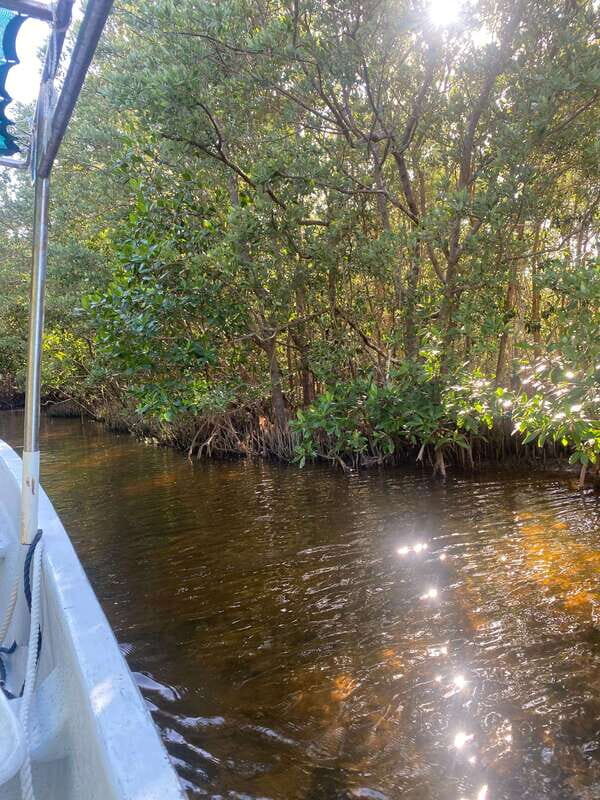 Rio Lagartos Expedition: boat journey through the mangrove - Who Is This Tour For?