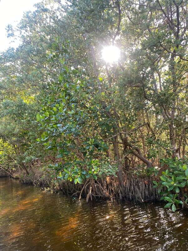 Rio Lagartos Expedition: boat journey through the mangrove - The Sum Up