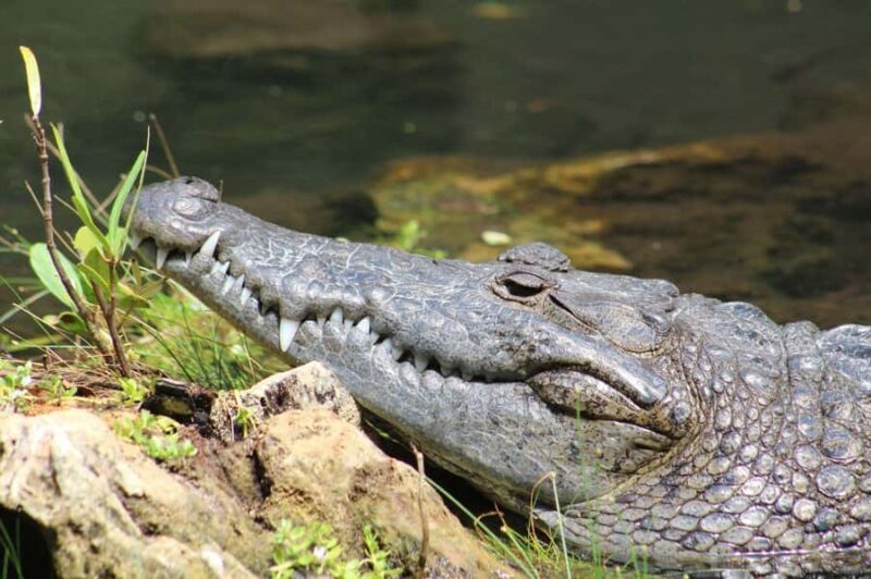 Río Lagartos: Flamingo-watching excursion and boat tour - FAQ