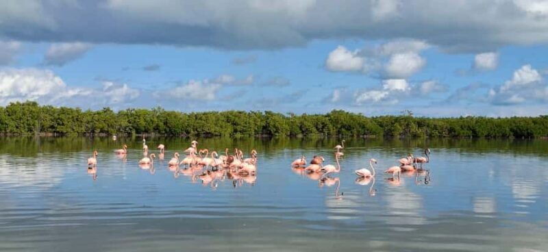 Río Lagartos & Las Coloradas Boat Tour: Flamingos, Mangroves - Key Points