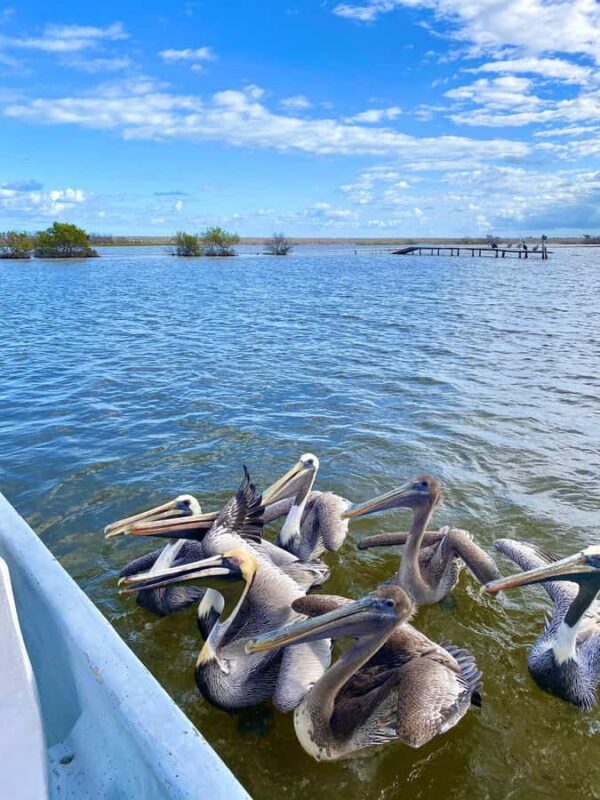 Río Lagartos & Las Coloradas Boat Tour: Flamingos, Mangroves - The Sum Up: Who Should Book This Tour?