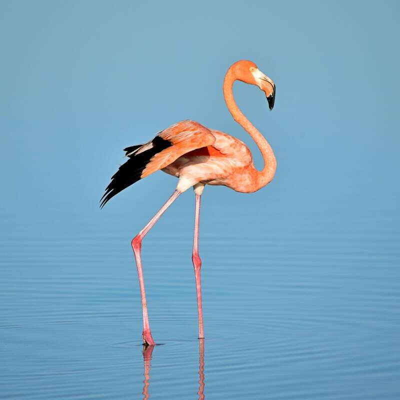 Rio Lagartos: Wondeful Pink Waters and Boat Ride - Rio Lagartos: Wonderful Pink Waters and Boat Ride