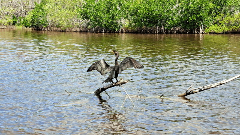 Rio Lagartos: Wondeful Pink Waters and Boat Ride - Why This Tour Works Well