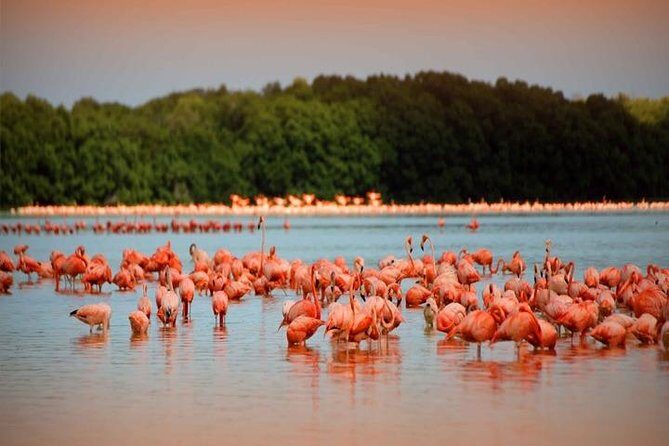 Río Lagartos y Las Coloradas Private Tour from Merida - Exploring the Río Lagartos y Las Coloradas Private Tour from Merida