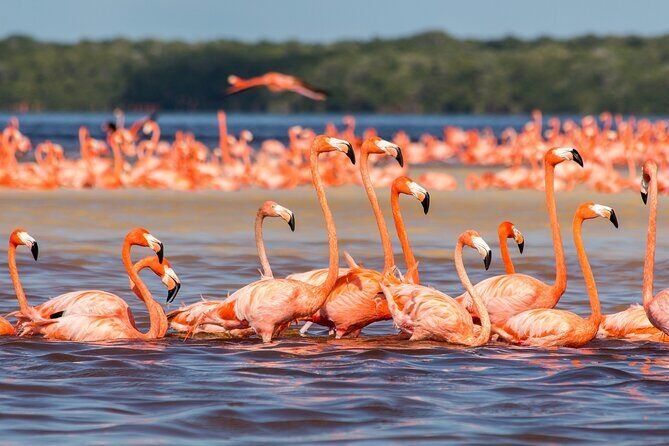 Rio Lizards and Las Coloradas Ecosafari Maya Natural Experience - Who is this tour perfect for?