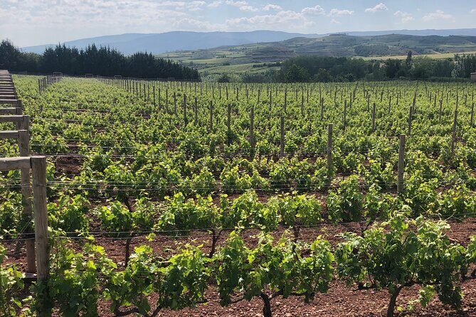 Rioja Day Tour: Explore Three Wineries with Tastings - Key Points