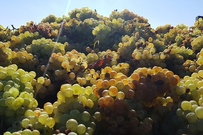 Rioja Full Experience Tour from San Sebastian with Lunch - Frequently Asked Questions