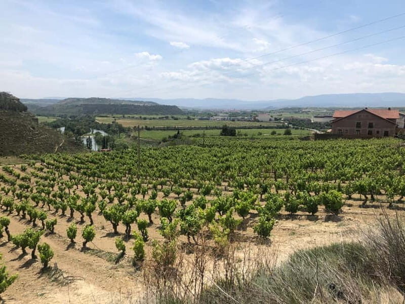 Rioja Wine Tour: 3 Wineries & Pintxos Lunch - An Authentic Day in Rioja: Wineries, Scenic Vines, and Pintxos