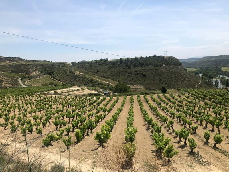Rioja Wine Tour: 3 Wineries & Pintxos Lunch - Frequently Asked Questions
