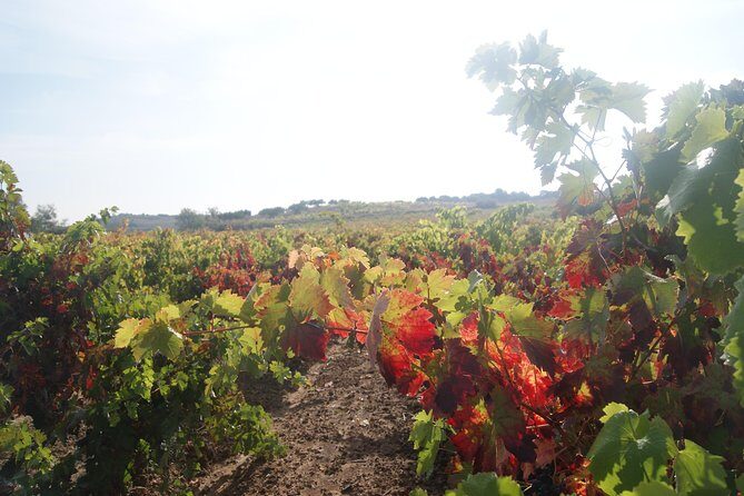 Rioja Wine Tour: Winery, Tasting & Lunch from San Sebastian - Exploring La Rioja with a Guided Touch