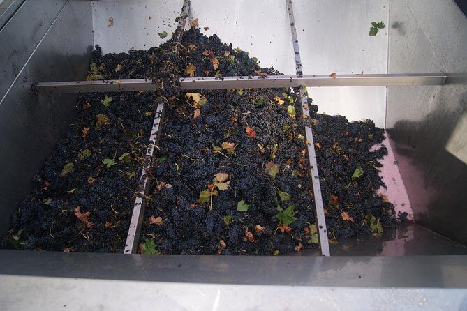 Rioja Wine Tour: Winery, Tasting & Lunch from San Sebastian - The Overall Experience
