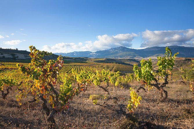 Rioja Wine Tour: Winery & Traditional Lunch From Vitoria - Key Points