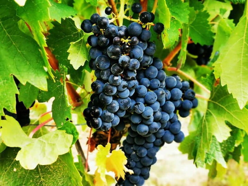 Rioja: Wine Tour with a Local Expert with Tastings - Who Should Consider This Tour?